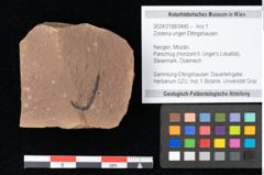 Foto (Objekt + Etikett) von Zostena ungeri Ettingshausen (NHMW-GEO-2024-0188-0445)